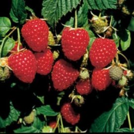 Himbo-Top™ Raspberry Plants Fall Bearing